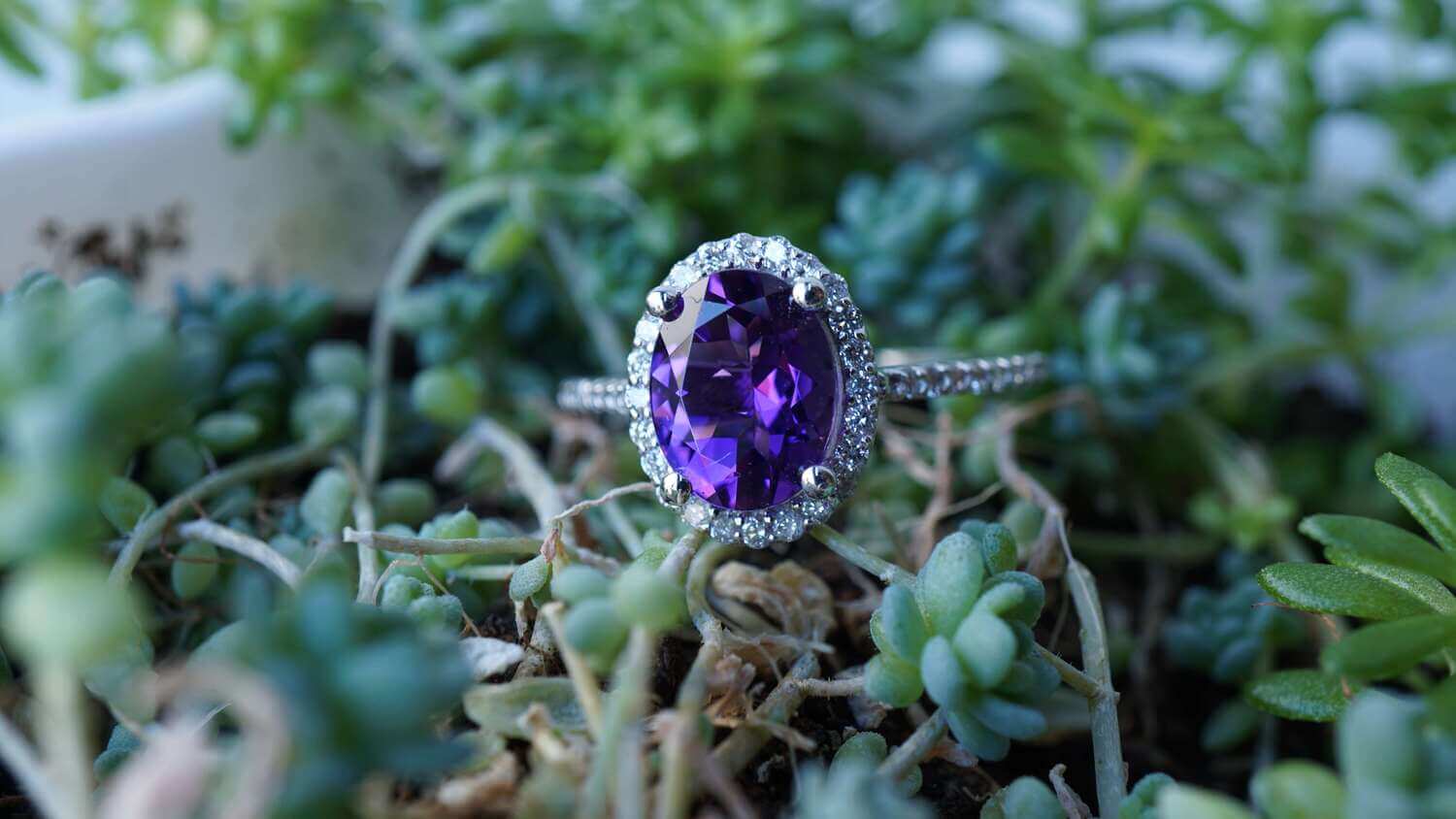 Oval amethyst halo ring on a succulent